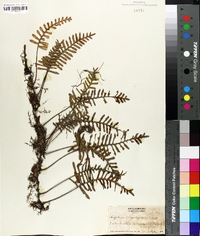 Polypodium polypodioides image