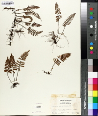 Polypodium polypodioides image