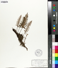 Polypodium polypodioides image