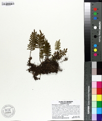 Polypodium polypodioides image