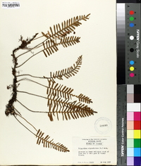 Polypodium polypodioides image