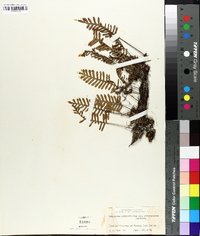 Pleopeltis polypodioides subsp. michauxiana image