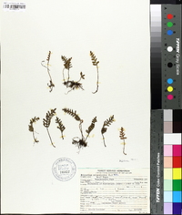 Polypodium polypodioides image