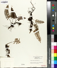 Polypodium polypodioides image