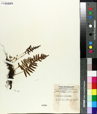 Polypodium polypodioides image