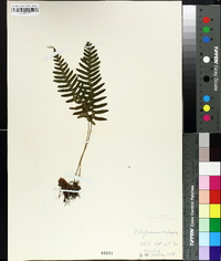 Polypodium vulgare image