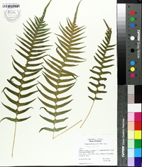 Polypodium glycyrrhiza image