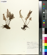 Polypodium polypodioides image