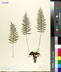 Polypodium vulgare image