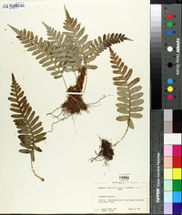 Polypodium vulgare image