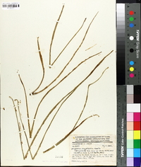 Campyloneurum angustifolium image