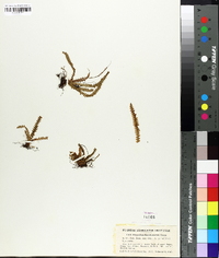 Polypodium knowltoniorum image