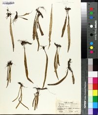 Polypodium lineare image