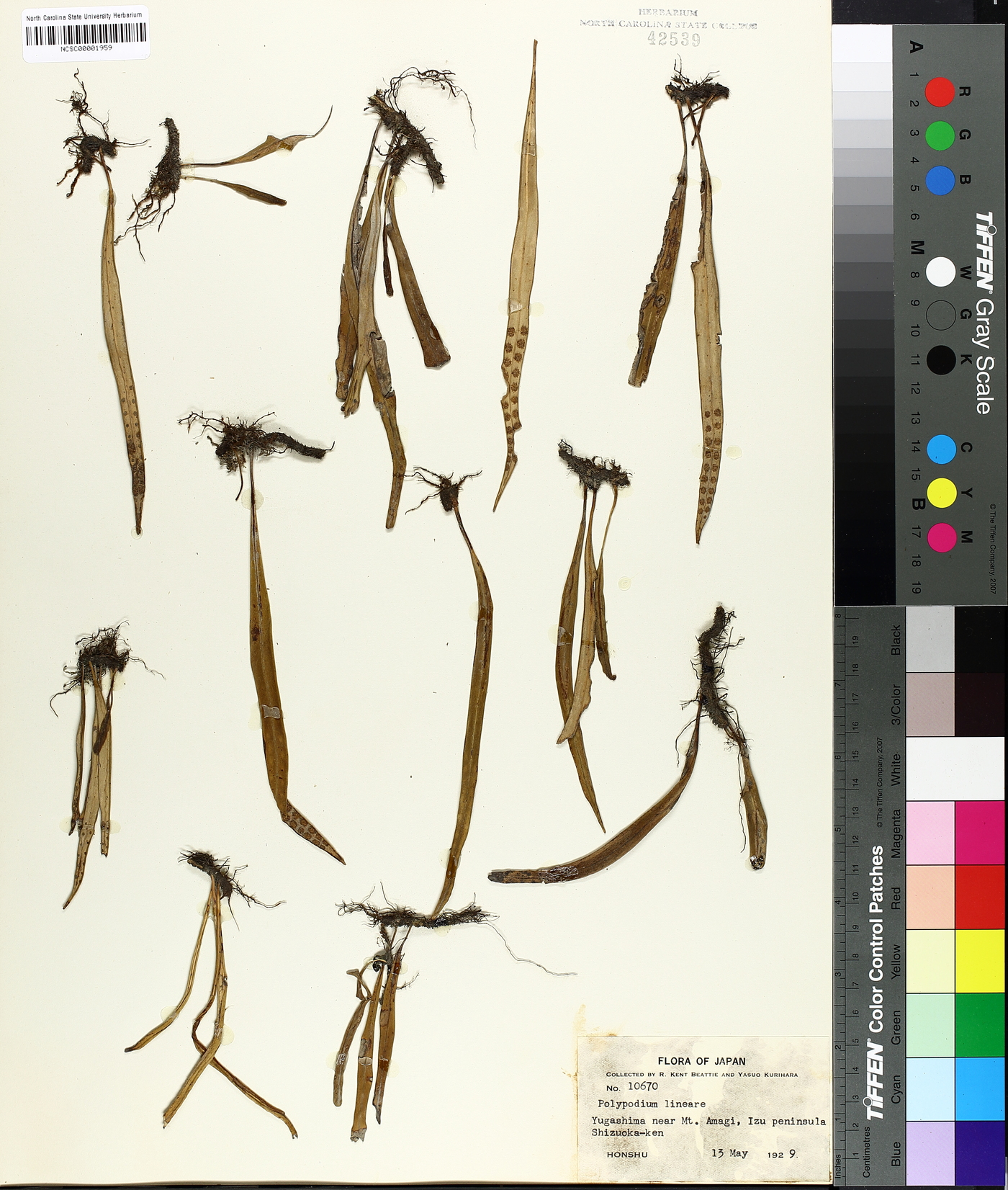 Polypodium lineare image