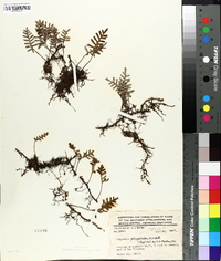 Polypodium polypodioides image