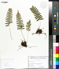 Polypodium vulgare image