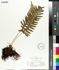 Polypodium vulgare image