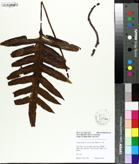 Polypodium scolopendrium image