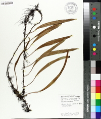 Pyrrosia lanceolata image