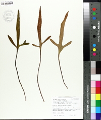 Pyrrosia hastata image