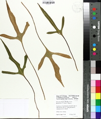 Pyrrosia hastata image