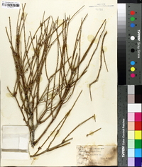 Ephedra californica image