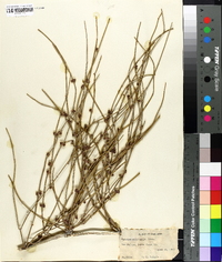 Ephedra californica image