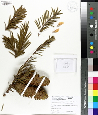 Keteleeria davidiana image