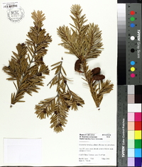 Keteleeria davidiana image