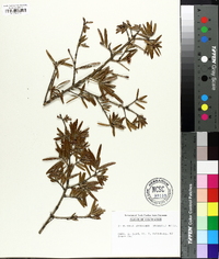 Keteleeria davidiana image