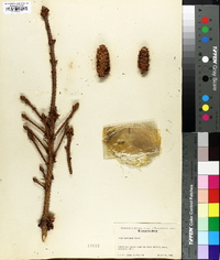 Picea engelmannii image