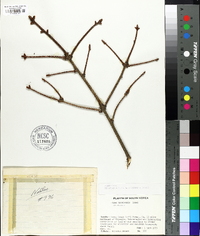 Image of Picea koraiensis