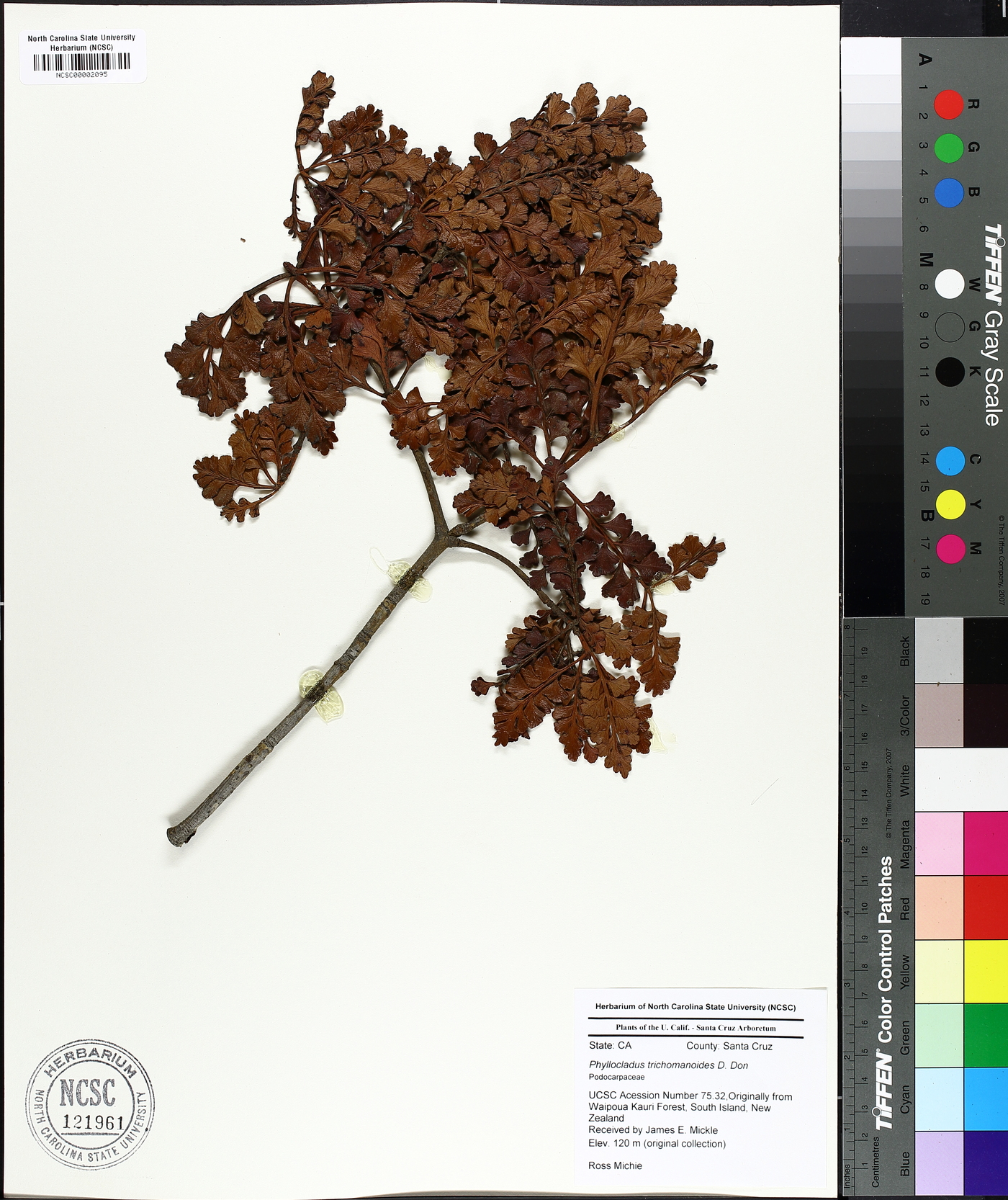 Phyllocladus trichomanoides image