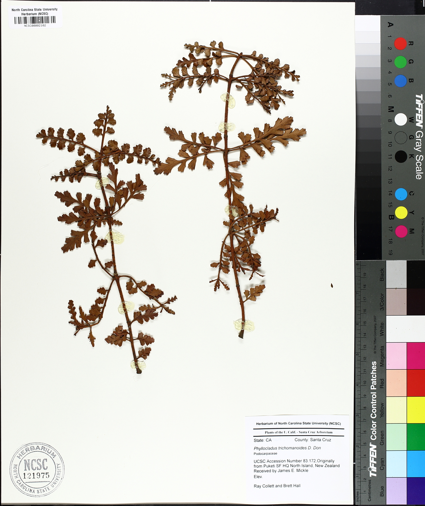 Phyllocladus trichomanoides image