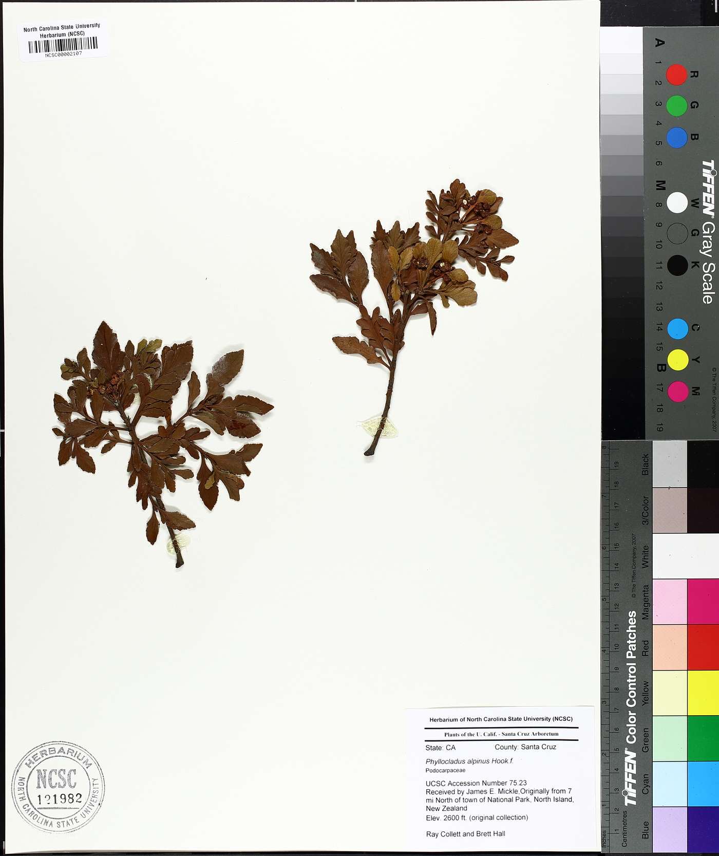 Phyllocladus trichomanoides image