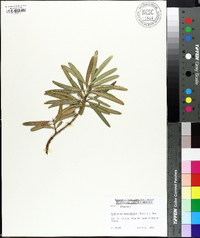 Podocarpus macrophylla image