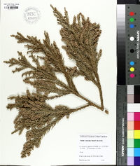 Cryptomeria japonica image