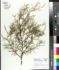 Cupressus assamica image