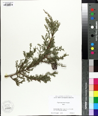 Cupressus macrocarpa image