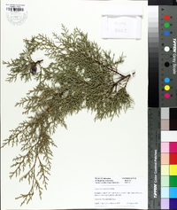 Cupressus torulosa image