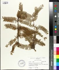 Metasequoia glyptostroboides image