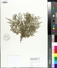 Platycladus orientalis image