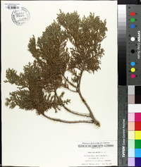 Thuja occidentalis image