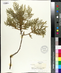 Thuja occidentalis image