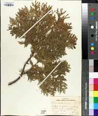 Thuja occidentalis image