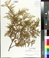 Thuja occidentalis image