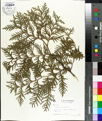 Thuja occidentalis image