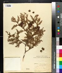 Thuja occidentalis image