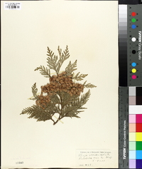 Thuja occidentalis image