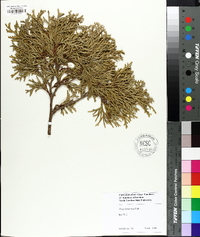 Thuja koraiensis image